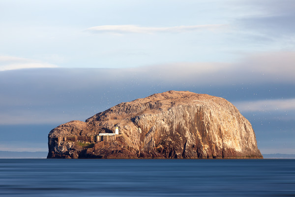 The Bass Rock. Picture Board by Tommy Dickson