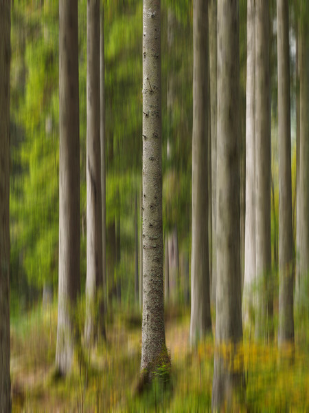 Trees at The Hermitage, Dunkeld. Picture Board by Tommy Dickson