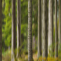 Buy canvas prints of Trees at The Hermitage, Dunkeld. by Tommy Dickson