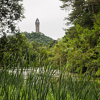 Buy canvas prints of Wallace Monument, Stirling. by Tommy Dickson