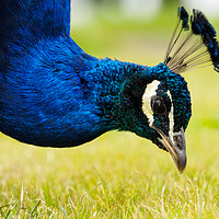 Buy canvas prints of Peacock Portrait by Tommy Dickson