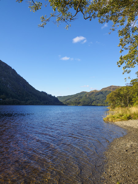 The banks of Loch Lubnaig Picture Board by Tommy Dickson