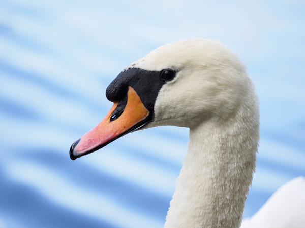 portrait of a mute swan Picture Board by Tommy Dickson