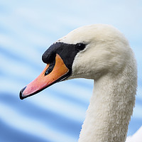 Buy canvas prints of portrait of a mute swan by Tommy Dickson