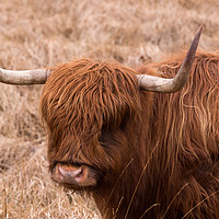 Buy canvas prints of Highland Cow. by Tommy Dickson