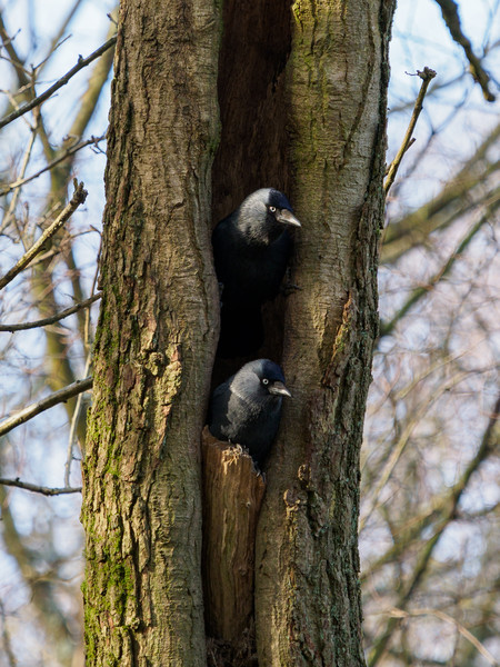 Roosting Jackdaws. Picture Board by Tommy Dickson