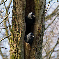 Buy canvas prints of Roosting Jackdaws. by Tommy Dickson