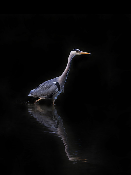 Grey Heron Fishing Picture Board by Tommy Dickson