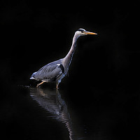 Buy canvas prints of Grey Heron Fishing by Tommy Dickson