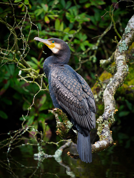 Cormorant perched on a branch. Picture Board by Tommy Dickson