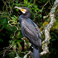 Buy canvas prints of Cormorant perched on a branch. by Tommy Dickson