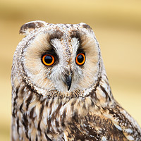 Buy canvas prints of Long Eared Owl by Tommy Dickson