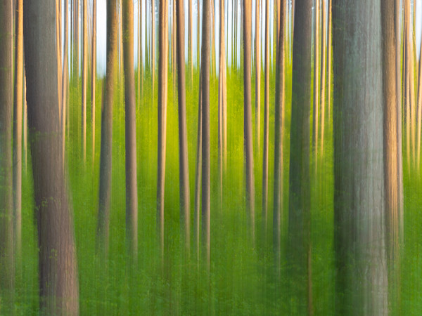 Abstract Forest. Picture Board by Tommy Dickson