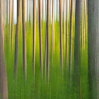 Buy canvas prints of Abstract Forest. by Tommy Dickson