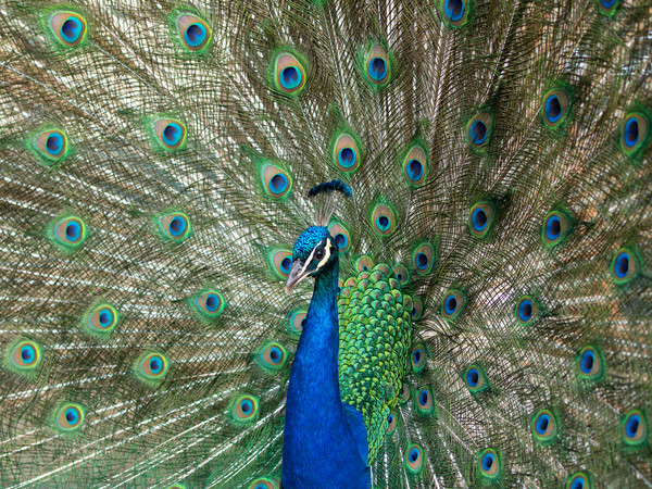 Beautiful peacock displaying his plumage. Picture Board by Tommy Dickson