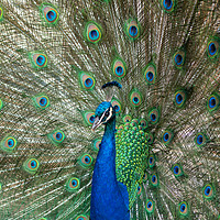Buy canvas prints of Beautiful peacock displaying his plumage. by Tommy Dickson