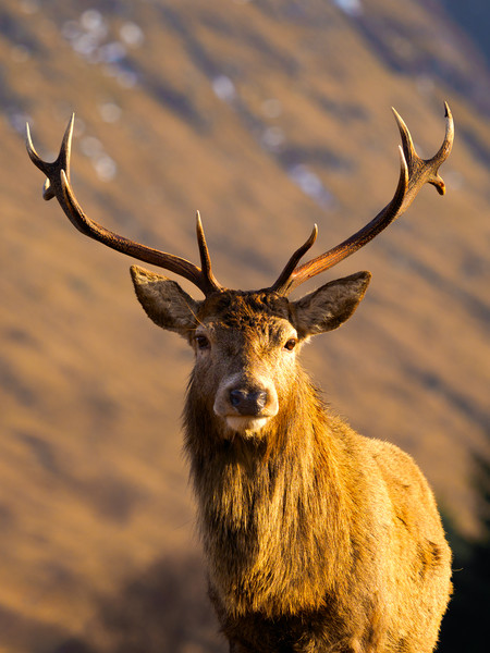 Majestic Glen Etive Stag Picture Board by Tommy Dickson