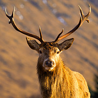 Buy canvas prints of Majestic Glen Etive Stag by Tommy Dickson