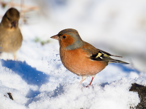 Chaffinch in the snow. Picture Board by Tommy Dickson