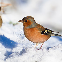 Buy canvas prints of Chaffinch in the snow. by Tommy Dickson