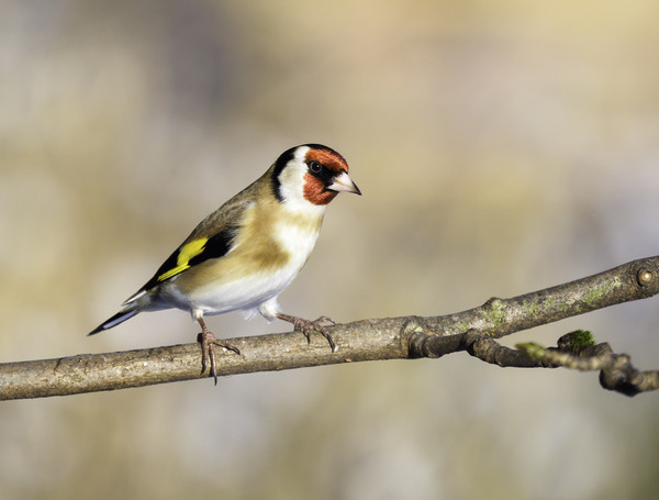 Goldfinch. Picture Board by Tommy Dickson