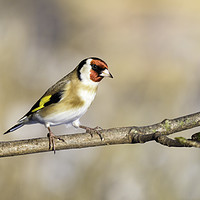 Buy canvas prints of Goldfinch. by Tommy Dickson