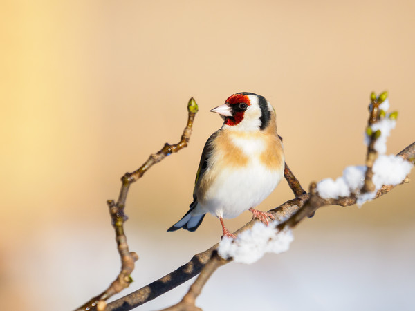 Goldfinch on a snowy winters day. Picture Board by Tommy Dickson