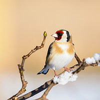 Buy canvas prints of Goldfinch on a snowy winters day. by Tommy Dickson