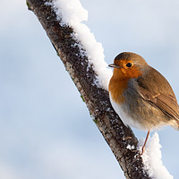 Buy canvas prints of Robin redbreast on a snow covered branch. by Tommy Dickson