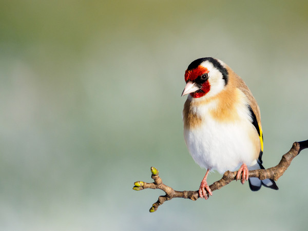 Goldfinch Picture Board by Tommy Dickson