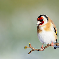 Buy canvas prints of Goldfinch by Tommy Dickson