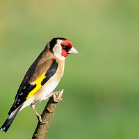Buy canvas prints of Vibrant European Goldfinch by Tommy Dickson