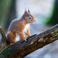 Buy canvas prints of Red Squirrel by Tommy Dickson