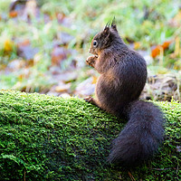 Buy canvas prints of Red Squirrel by Tommy Dickson