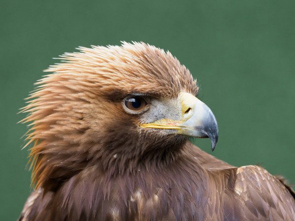 Golden Eagle Portrait Picture Board by Tommy Dickson