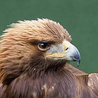 Buy canvas prints of Golden Eagle Portrait by Tommy Dickson
