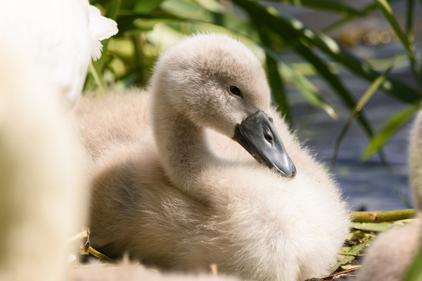 Cygnet Picture Board by Tommy Dickson