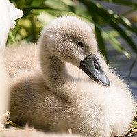 Buy canvas prints of Cygnet by Tommy Dickson