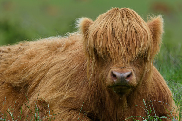Highland Cow Picture Board by Tommy Dickson