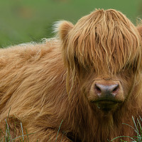 Buy canvas prints of Highland Cow by Tommy Dickson