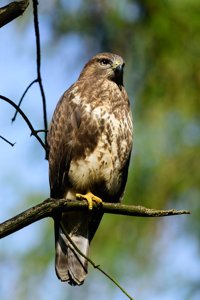 Common Buzzard Picture Board by Tommy Dickson