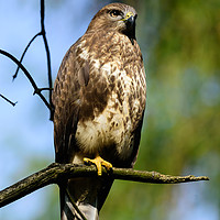 Buy canvas prints of Common Buzzard by Tommy Dickson