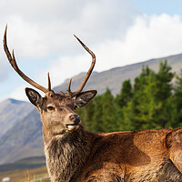 Buy canvas prints of Red Deer Stag Portrait.  by Tommy Dickson