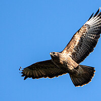 Buy canvas prints of Common Buzzard in flight. by Tommy Dickson