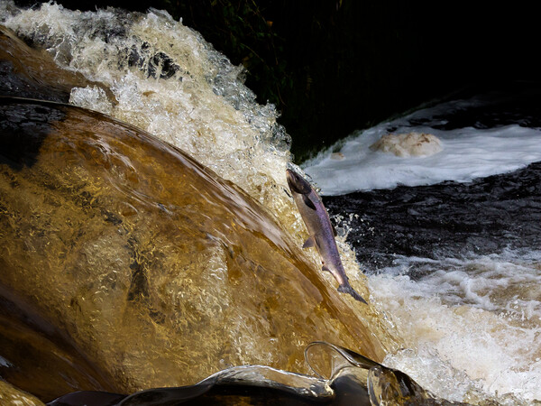 Salmon jumping in a Scottish river. Picture Board by Tommy Dickson