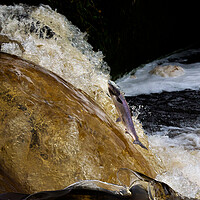 Buy canvas prints of Salmon jumping in a Scottish river. by Tommy Dickson
