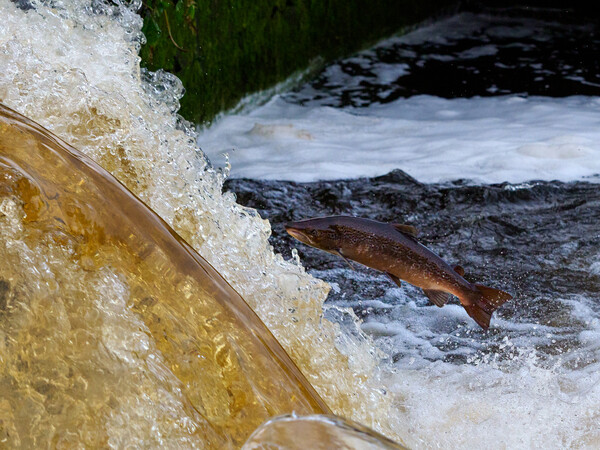 Salmon Leaping Picture Board by Tommy Dickson