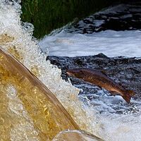Buy canvas prints of Salmon Leaping by Tommy Dickson
