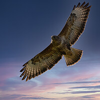 Buy canvas prints of Common Buzzard. by Tommy Dickson