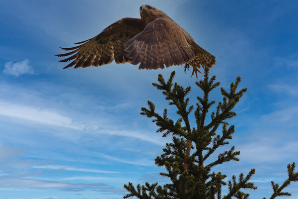 Buzzard taking flight. Picture Board by Tommy Dickson